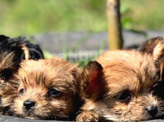 Teacup Morkie Bebeklerimiz görsel