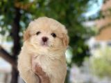 tOMBİK MALTİPOO YAVRULARI
