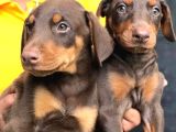 Kizil Anatomi̇ Hari̇kasi Dobermanlar