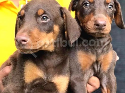 Kizil Anatomi̇ Hari̇kasi Dobermanlar görsel