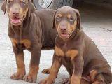 Kizil A Kali̇te Doberman Yavrulari
