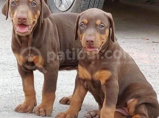 Kizil A Kali̇te Doberman Yavrulari görsel