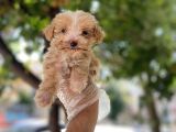 ÖZEL TEA CUP MALTİPOO YAVRULARI