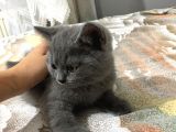 British Shorthair Yavrularımız