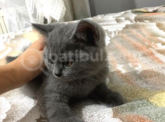 British Shorthair Yavrularımız görsel
