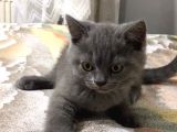 British Shorthair Yavrularımız