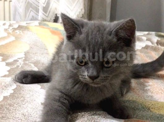British Shorthair Yavrularımız görsel
