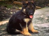 SAFKAN A KALİTE ALMAN KURDU YAVRULARI