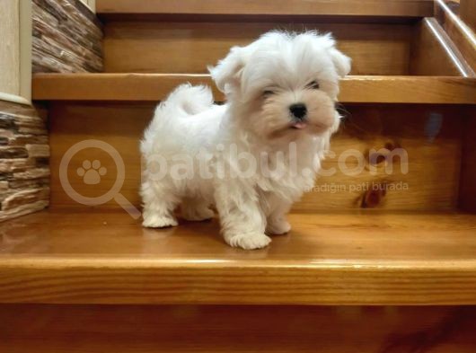 En Iyisini Arayanlar  Için  Maltese Terrier Bebekler  görsel