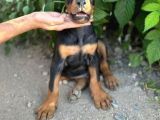 Anatomi̇ Hari̇kasi Doberman Yavrulari