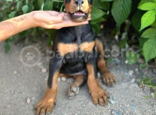 Anatomi̇ Hari̇kasi Doberman Yavrulari görsel