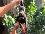 Ki̇ng Doberman Yavrulari