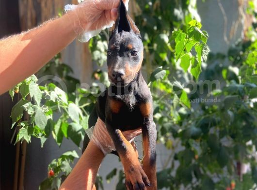 Ki̇ng Doberman Yavrulari görsel