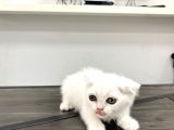 0 Kulak Fold Kizimiz