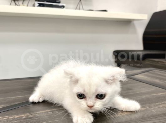 0 Kulak Fold Kizimiz görsel