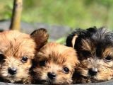 Teacup Morkie Bebeklerimiz