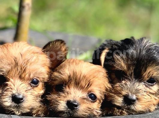 Teacup Morkie Bebeklerimiz görsel
