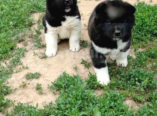 Ayıcık Suratlı Akita Yavrularımız Mevcut görsel