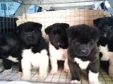 Ayıcık Suratlı Akita Yavrularımız Mevcut
