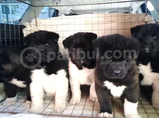 Ayıcık Suratlı Akita Yavrularımız Mevcut görsel