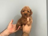 TOOY POODLE YAVRUMUZ 