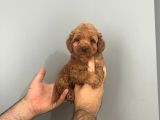 Tooy Poodle Yavrumuz 