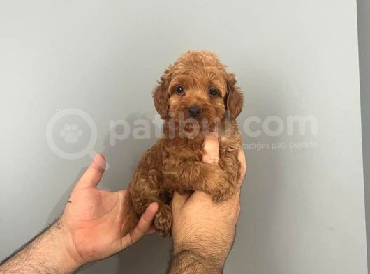 Tooy Poodle Yavrumuz  görsel