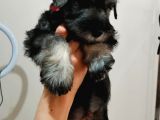 Show Kalite  Minyatür Schnauzer Yavruları