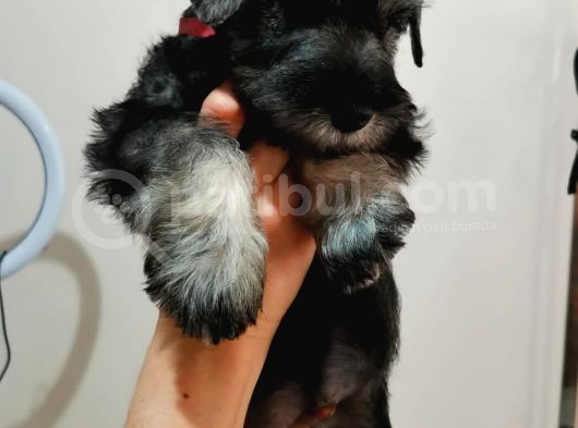 Show Kalite  Minyatür Schnauzer Yavruları görsel