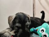 Show Kalite  Minyatür Schnauzer Yavruları