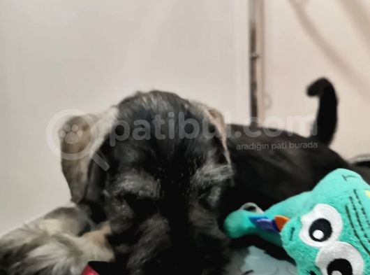 Show Kalite  Minyatür Schnauzer Yavruları görsel