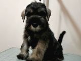 Show kalite  Minyatür schnauzer yavruları