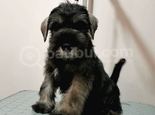 Show Kalite  Minyatür Schnauzer Yavruları