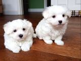 A Kalite Maltese Terrier Yavrularımız