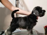 Show Kalite  Minyatür Schnauzer Yavruları