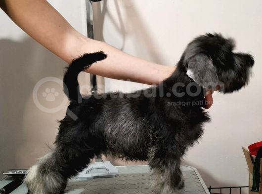 Show Kalite  Minyatür Schnauzer Yavruları görsel