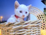 Scotti̇sh Fold Beyaz Tüy Mavi̇ Göz Yavru Kedi̇