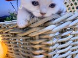 Scotti̇sh Fold Beyaz Tüy Mavi̇ Göz Yavru Kedi̇
