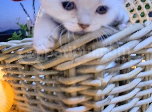 Scotti̇sh Fold Beyaz Tüy Mavi̇ Göz Yavru Kedi̇ görsel