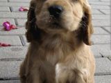 Bebek Suratlı Cocker Yavrularım