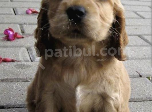 Bebek Suratlı Cocker Yavrularım görsel
