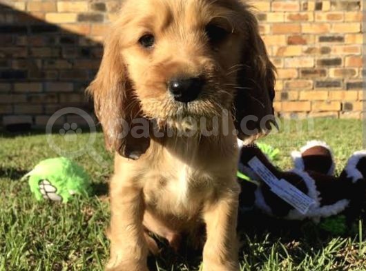 Bebek Suratlı Cocker Yavrularım
