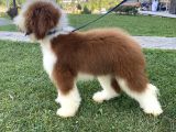 Özel Irk Çi̇ft Renk Labradoodle Yavrumuz