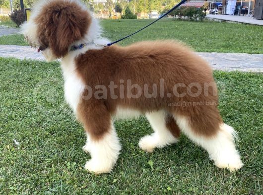 Özel Irk Çi̇ft Renk Labradoodle Yavrumuz görsel