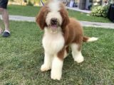 Özel Irk Çi̇ft Renk Labradoodle Yavrumuz