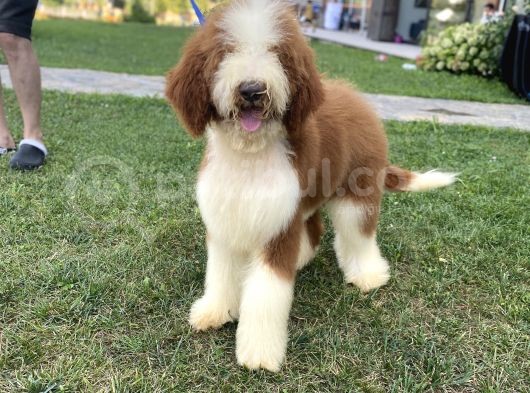 Özel Irk Çi̇ft Renk Labradoodle Yavrumuz görsel