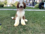 Özel Irk Çi̇ft Renk Labradoodle Yavrumuz