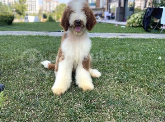 Özel Irk Çi̇ft Renk Labradoodle Yavrumuz görsel