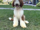 ÖZEL IRK ÇİFT RENK LABRADOODLE YAVRUMUZ