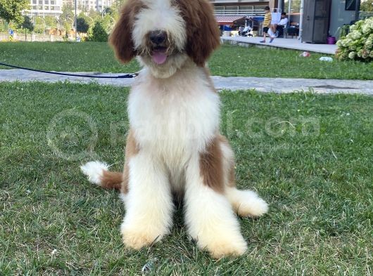 Özel Irk Çi̇ft Renk Labradoodle Yavrumuz